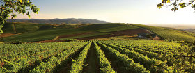 Exclusively ZF. The Italian insurer Generali is looking for a buyer for the winery he owns in Romania, in Arad County
